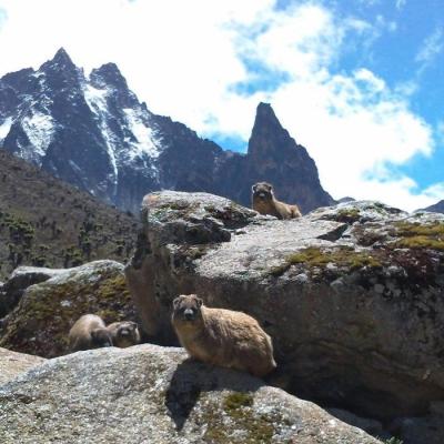 Tn Rock Hyrax At Mackinders Camp