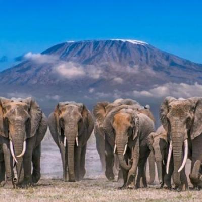 Tn Amboseli National Park Elephantsssss 750x450