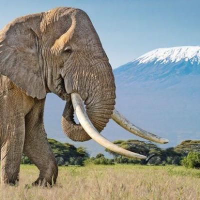 Tn Kili4