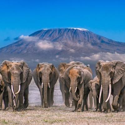 Tn Kilimanjaro Herd Warren Weiss 1170x640