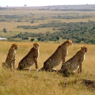Tn 3 Days Masai Mara Safari