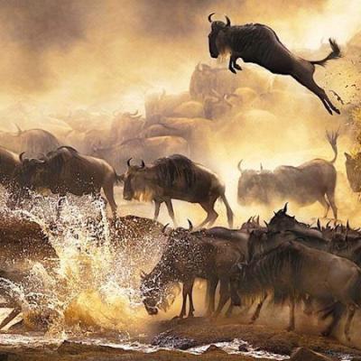 Tn 4 Days Masai Mara Wildebeest Safaris 750x450