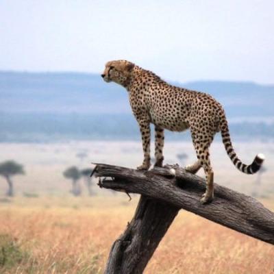 Tn 6 Days Masai Mara Safari 750x450
