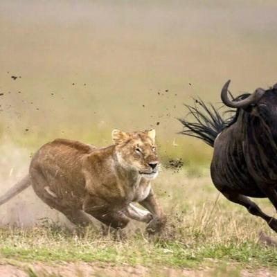 Tn Africa Great Migration Safaris 9 1 992x661.jpg