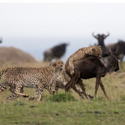 Tn Cheetah And Migration Tanzania
