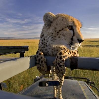 Tn Cheetah Cub On Car Copy