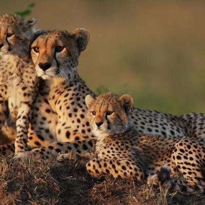 Tn Cheetah Family Gp232