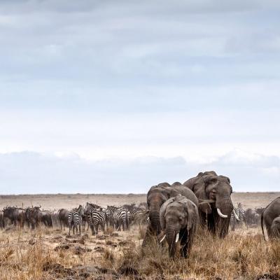 Tn Elephant And Zebra On A Africa Safari With Andbeyond1