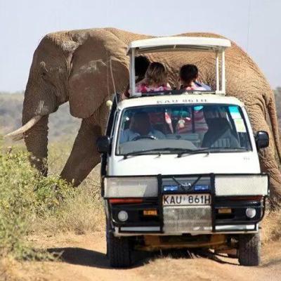 Tn Elephant Behind Jeep