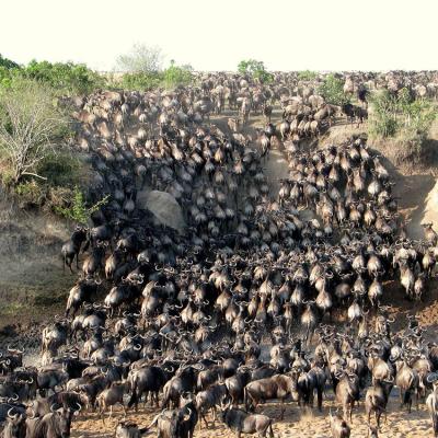Tn Great Migration Wildebeest Masai Mara