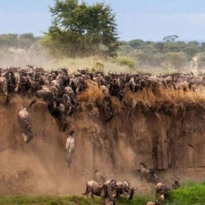 Tn Great Wildbeast Migration Over Cliff