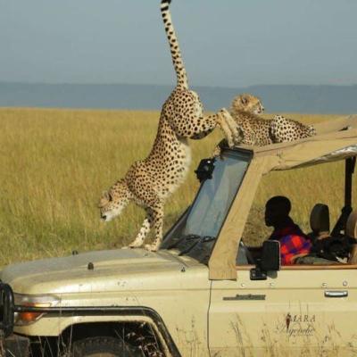Tn Guepardo Coche Safari