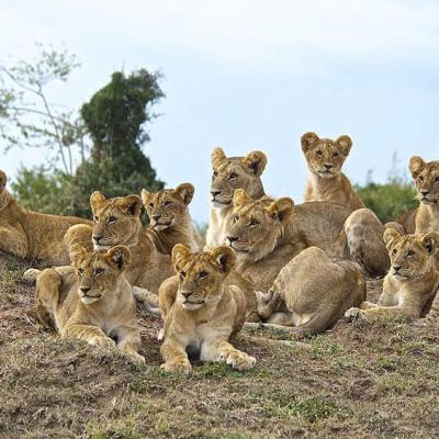 Tn Large Spekes Lion