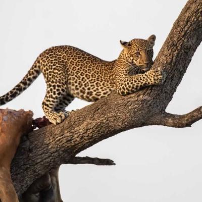 Tn Leopard Feeding Masai Mara