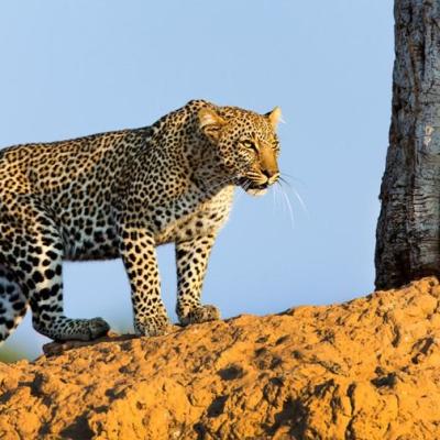 Tn Leopard Mara