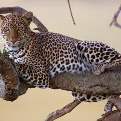 Tn Leopard Relax