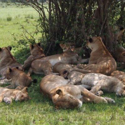 Tn Lion Cubs 1024x576