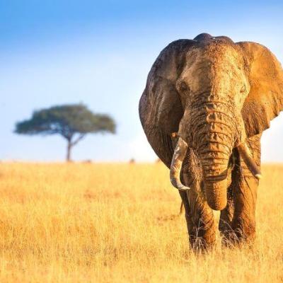Tn Maasai Mara Excursion 1