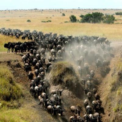 Tn Mara Migration 2