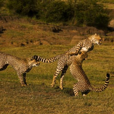 Tn Mara Plains Camp Wildlife Cheetahs 04