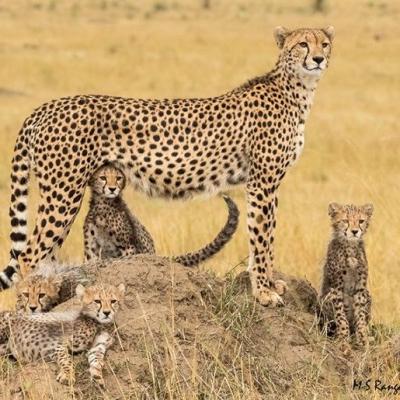 Tn Masai Mara Budget Package 720x515 2