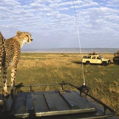 Tn Masai Mara Leopards
