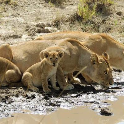 Tn Masai Mara Package