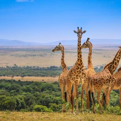 Tn Masai Mara Safari Muthaiga Travel 900x500