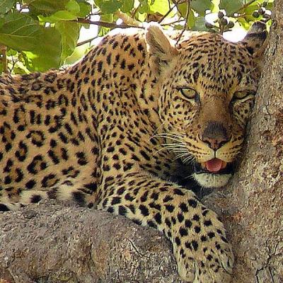 Tn Masaimara Leopard