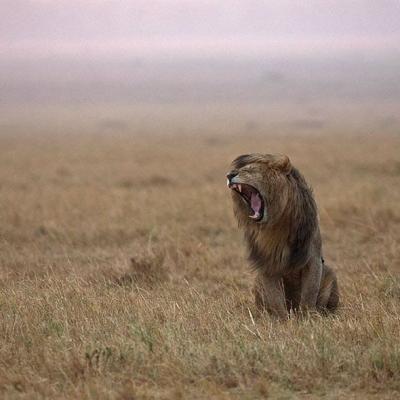 Tn Masaimaraphotosafari