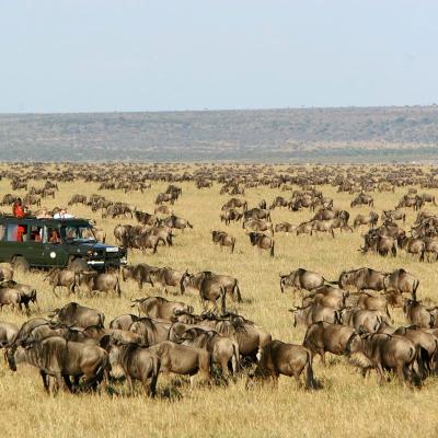 Tn Migration Rekero Go2africa