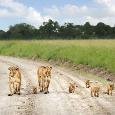 Tn Nairobi National Park Excursion 1