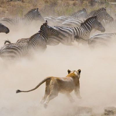 Tn Nalemoru Greatmigration Big5 Safari Itinerary 14