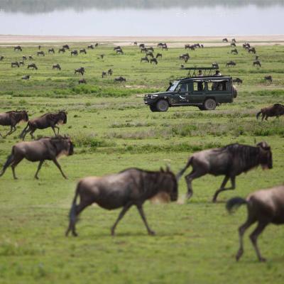 Tn Safari Vehicle Surrounded By Wildebeest From The Great Migration