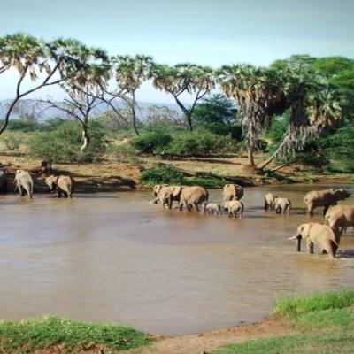 Tn Samburu Elephants