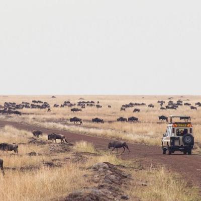 Tn The Wildebeest Migration In Kenya