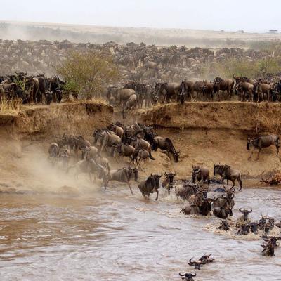 Tn Wildlife In Masai Mara National Reserve