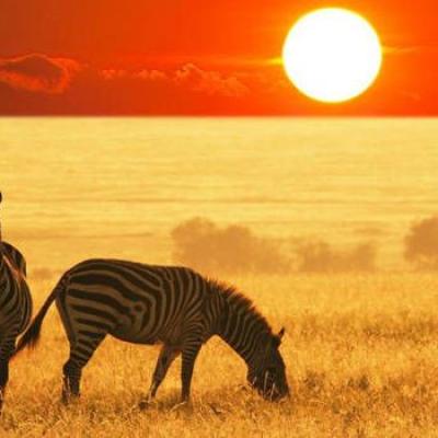 Tn Zebra Sunset Views 1